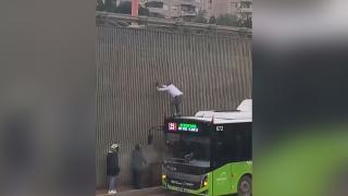 Duvarda asılı kalan kediyi otobüs şoförü kurtardı