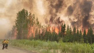 Orman yangınları iki milyon dönümlük araziyi yok etti