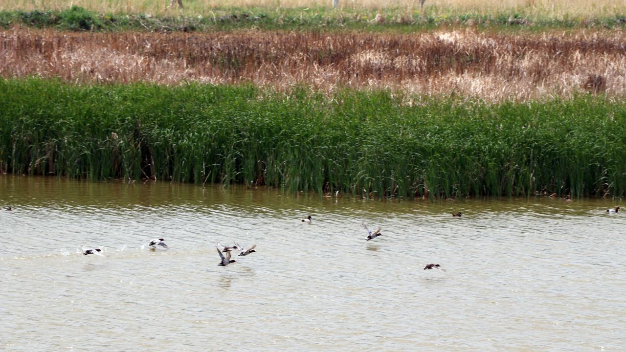 "Dikkuyruklar, dünyada dar bir bölgede yaşıyor"