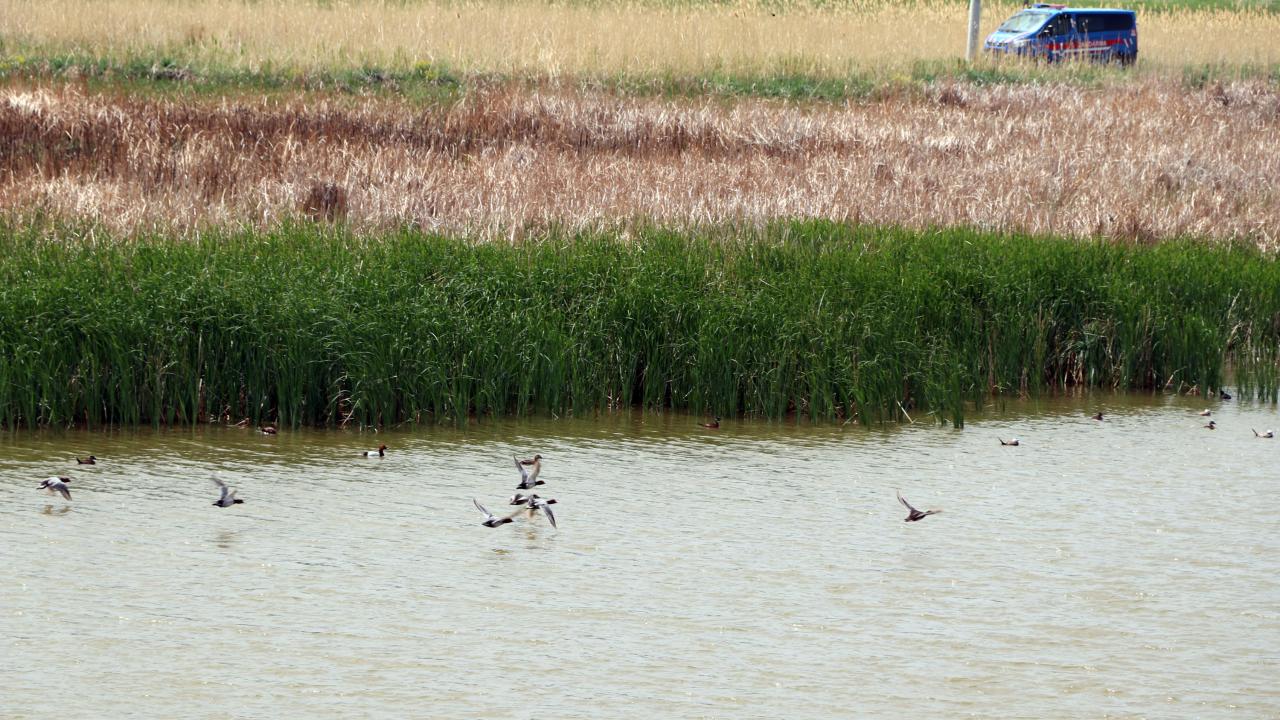 "Dikkuyrukların biyo turizmine katkısı büyük"