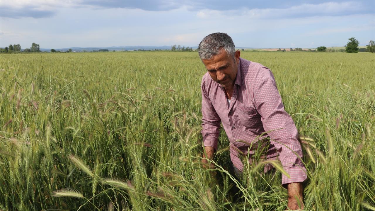 Üretici yağıştan memnun