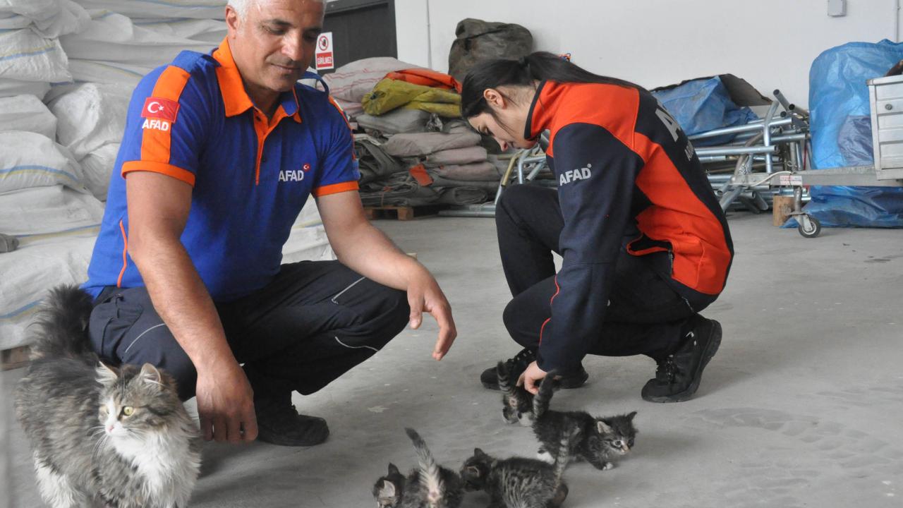 "Afad depoları farelerden koruyor"