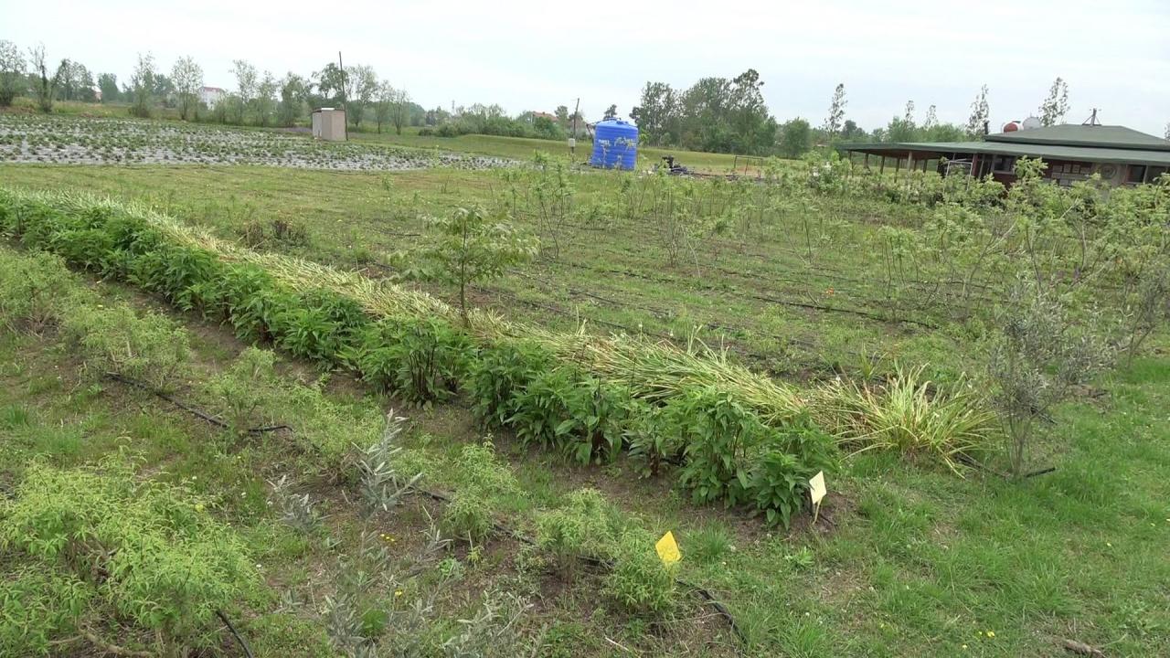 “80 dekar alanda tıbbi, aromatik ve endemik bitki üretiyoruz”