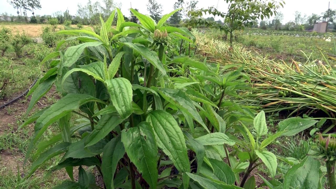 “Yıllık yüzde 20 zamlı 10 yıl alım garantisi veriyoruz” 