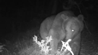 Çadırın yanına gelen ayı korkuttu: O anlar kamerada