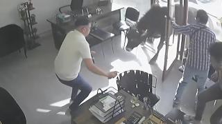 Mezbahadan kaçan dana emlakçıya girdi