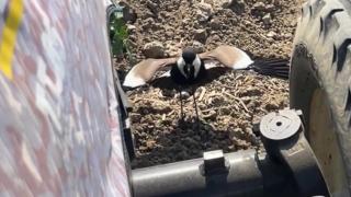 Tarladaki yuvasını korumak isteyen kuş traktörü durdurdu