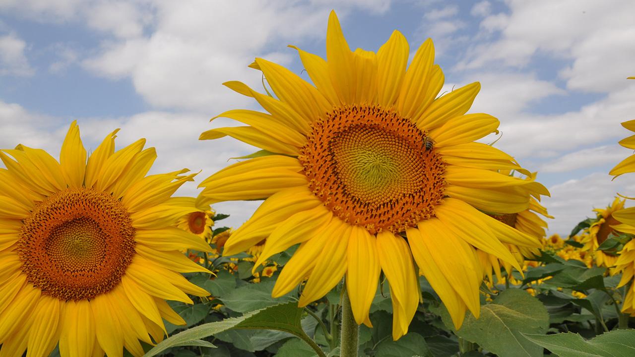 1,7 ton ayçiçeği tohumu dağıtıldı