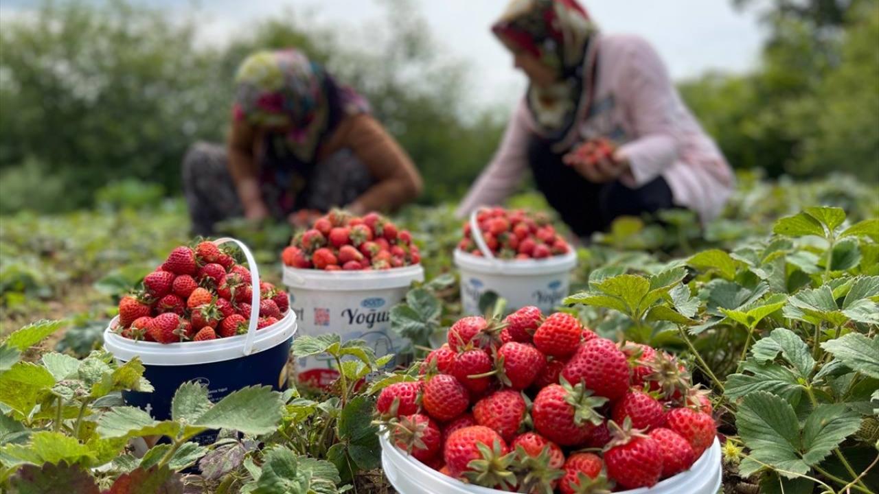 "Dedemizden kalma bizden sonra da torunlarımız devam edecek"