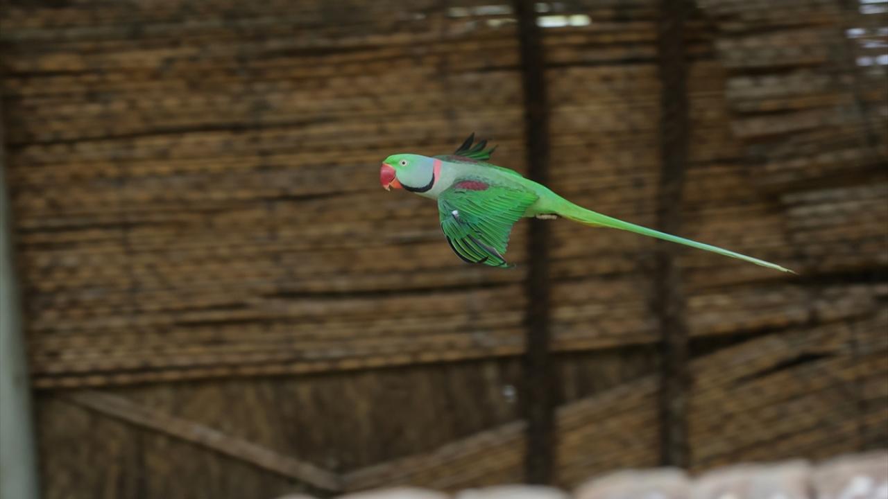 İskender papağanı