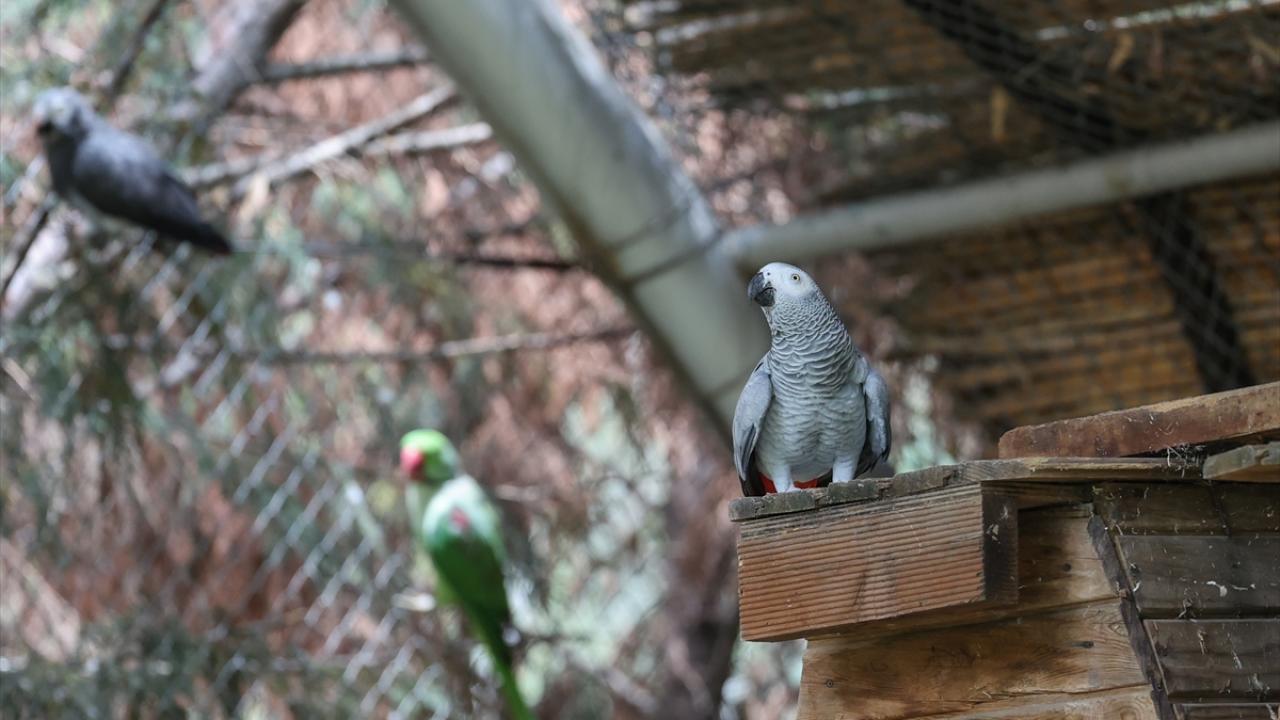 Afrika Gri papağanı