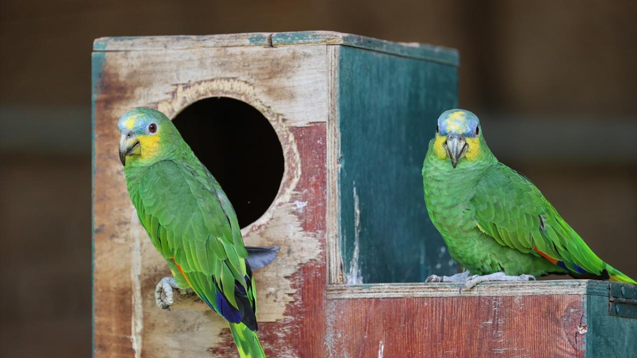 Turuncu Kanatlı Amazon Papağanını