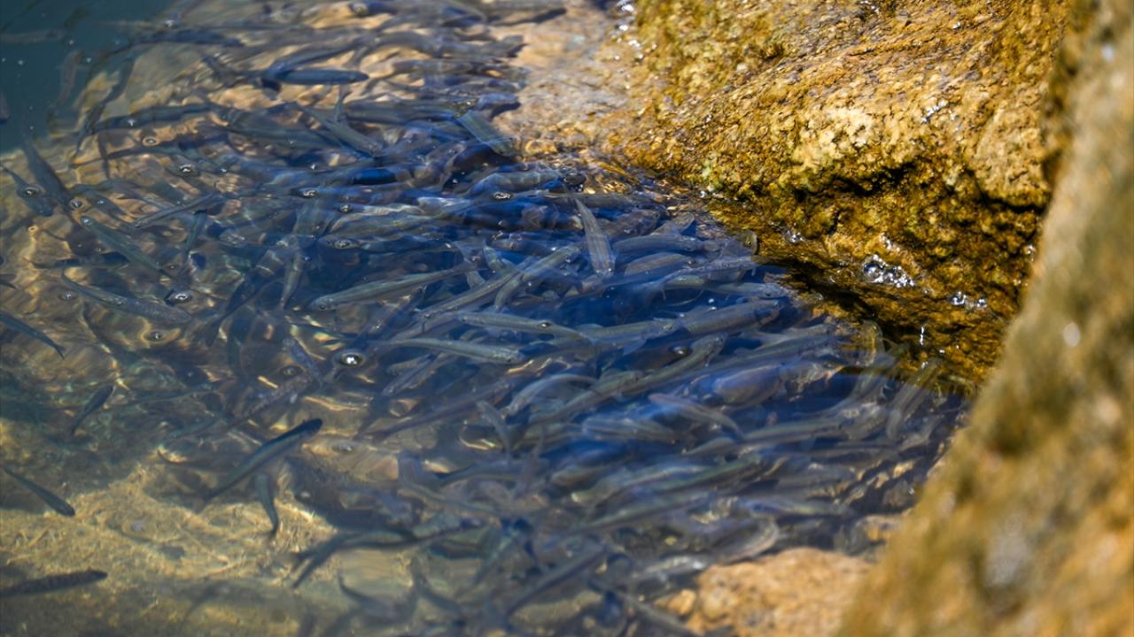 "Balıkların korunması için hassas bir süreç izliyoruz"