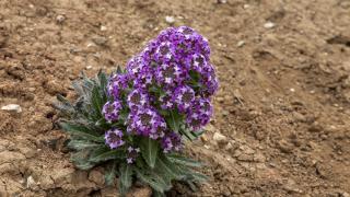 Allı gelin çiçeği