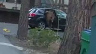 Arabaya sıkışan ayı böyle kurtarıldı