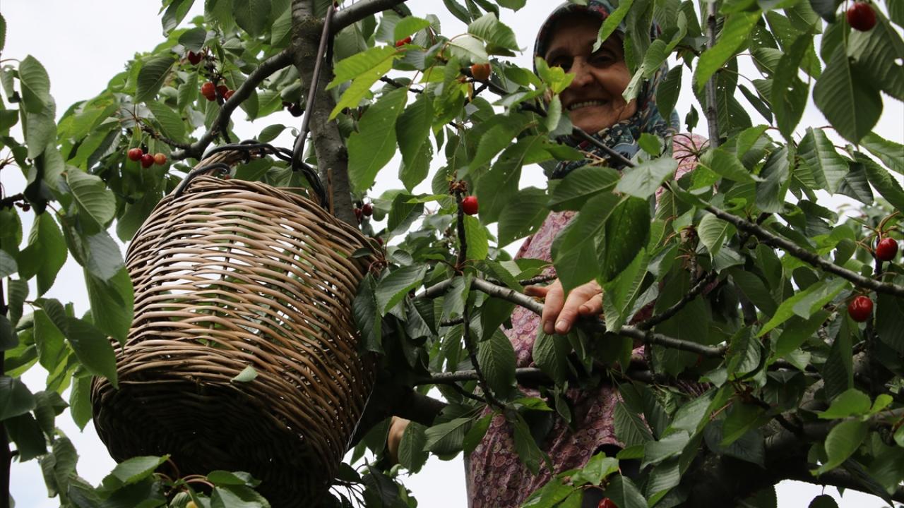 Tekirdağ Kiraz Festivali
