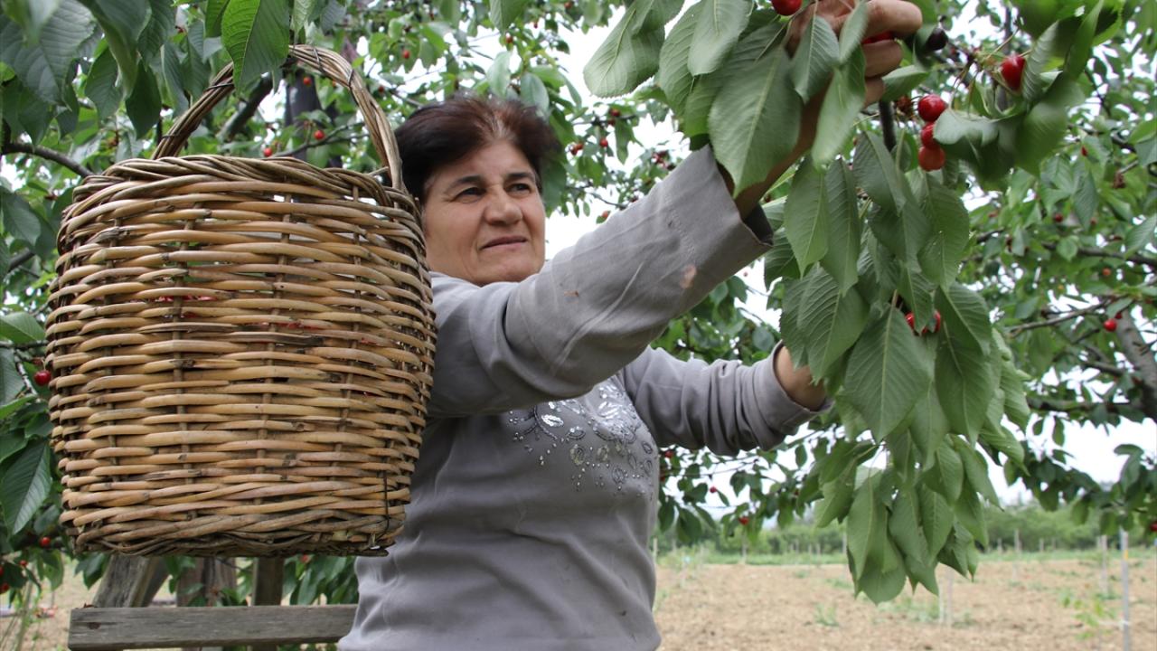 "Bu yıl verim çok iyi"