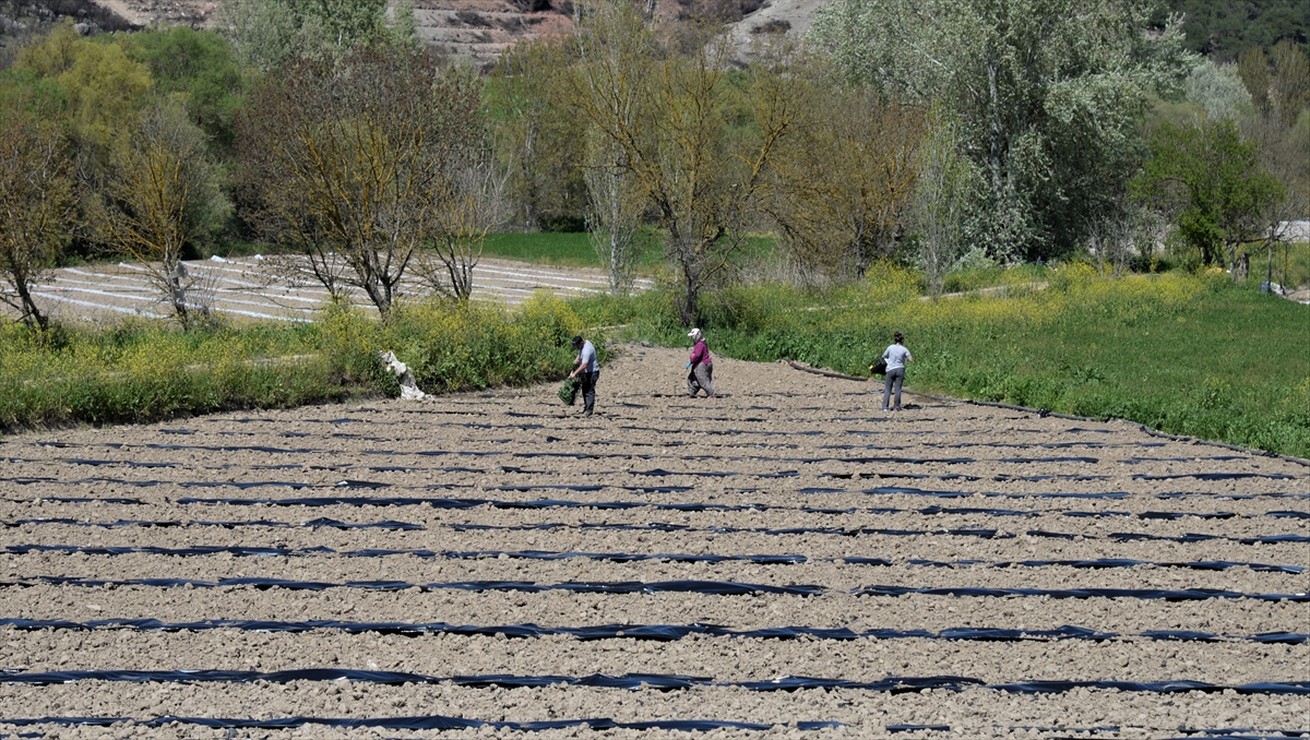 "Osmaneli, özel bir iklim özelliğine sahip"