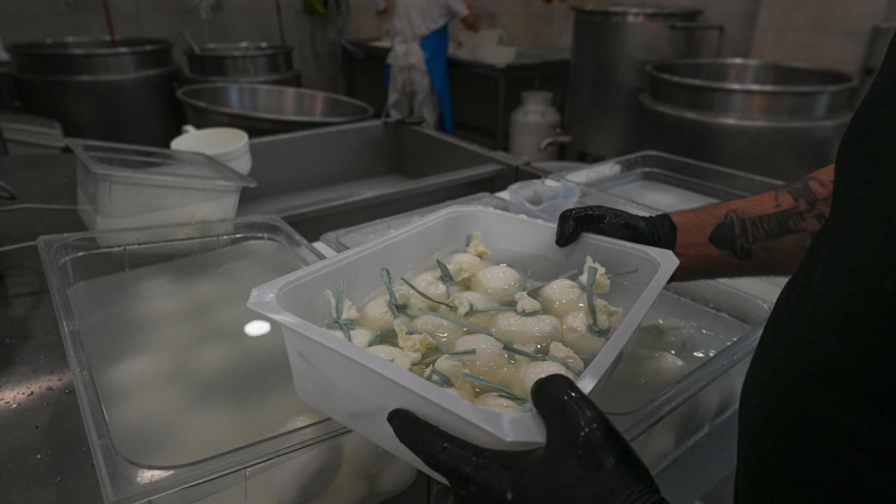 Belçika`da Dünya Süt Günü