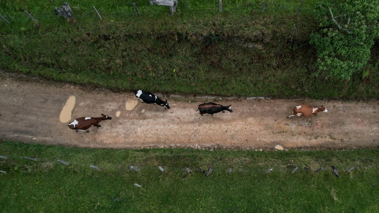 Kolombiya`da Dünya Süt Günü