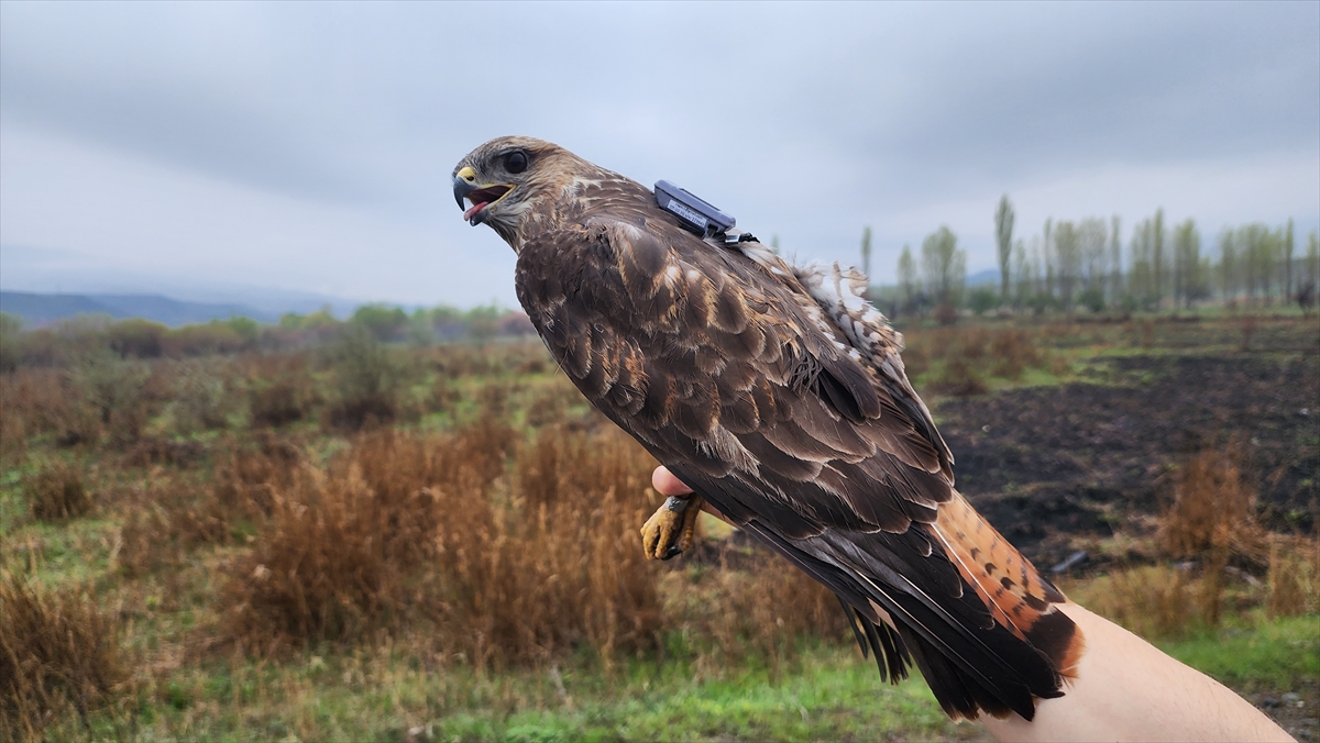 İlk takibe alınan bozkır şahini 5 ülke değiştirdi