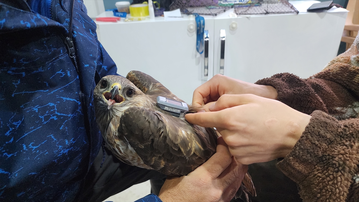 Uydu vericisi takılan ikinci bozkır şahini Rusya`da bulunuyor