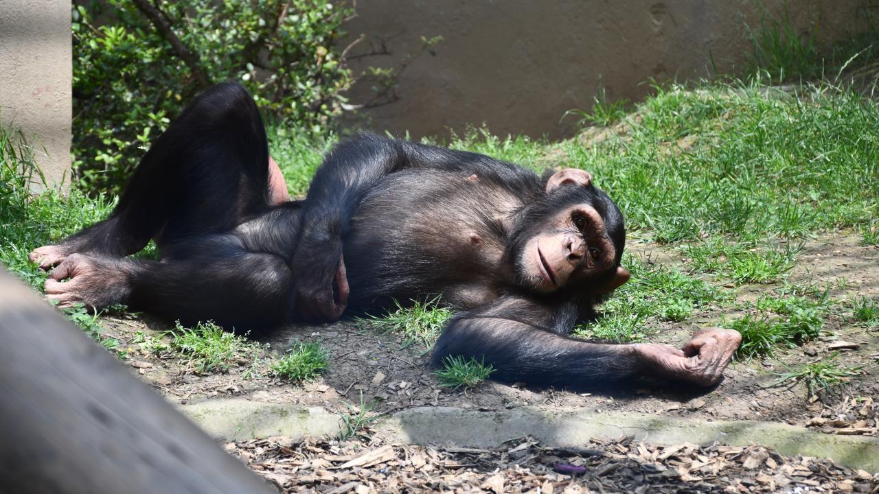 "Burası aslında bir botanik bahçesi"