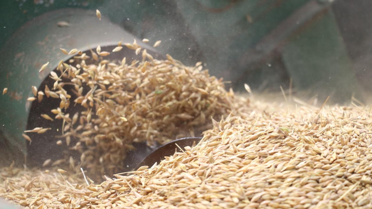 "Geliştirdiğimiz çeşitler kavanozda kalmıyor"