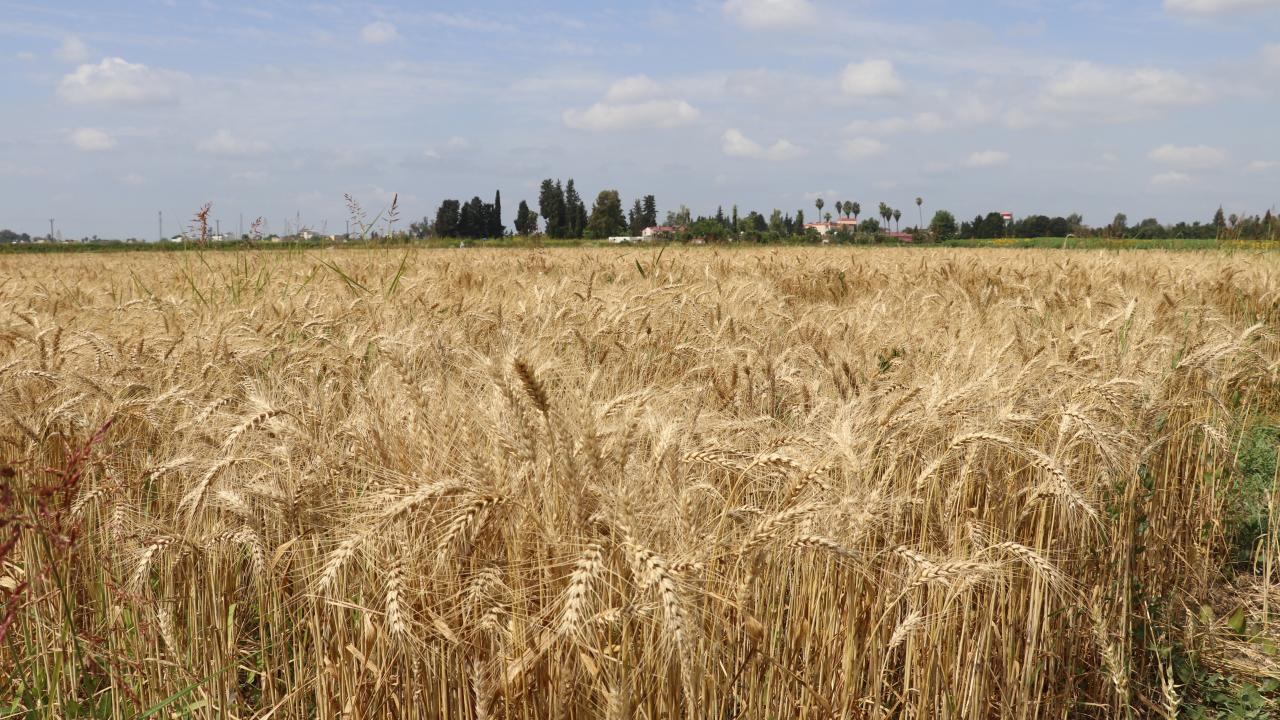 Ekonomiye katma değer