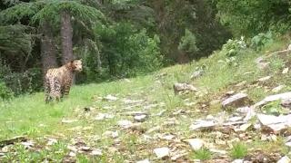 Anadolu parsı yeniden görüntülendi