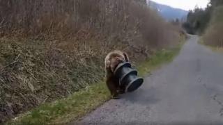 Kafasında plastik bidonla gezen ayı 17 gün sonra kurtarıldı