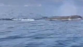 Marmaris açıklarında Kaşalot balinası görüntülendi