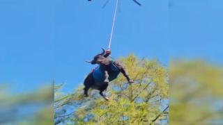 İsviçre’de bacağı kırık inek helikopterle kurtarıldı