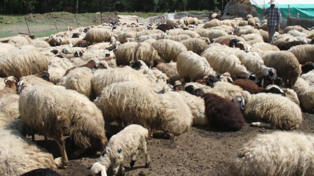 Manisa'da kurtlar 9 koyunu telef etti