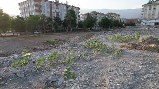 Kuru yemiş dükkanının enkazında ayçiçekleri boy verdi