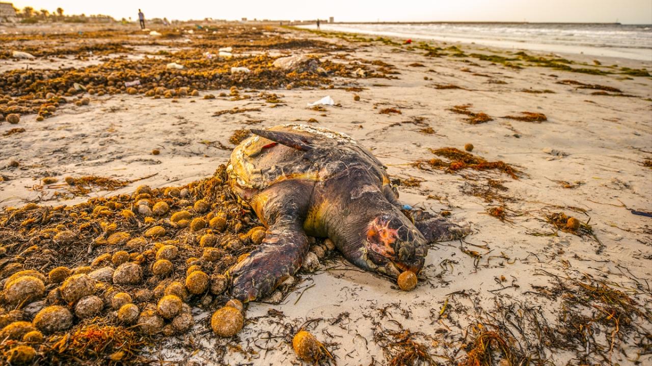Tunus`ta Dünya Çevre Günü