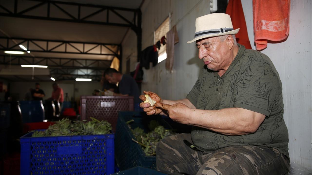 Günde 2 bin tane soyuyor