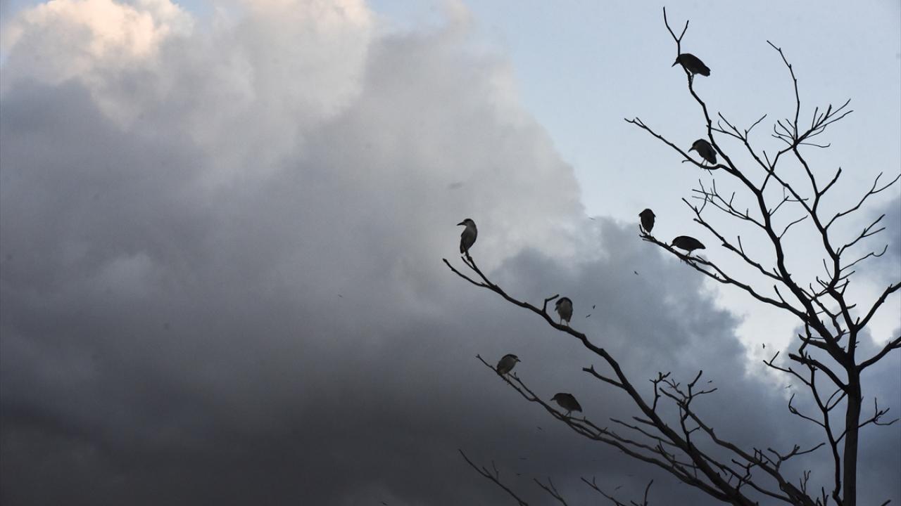 Brezilya`da Dünya Çevre Günü