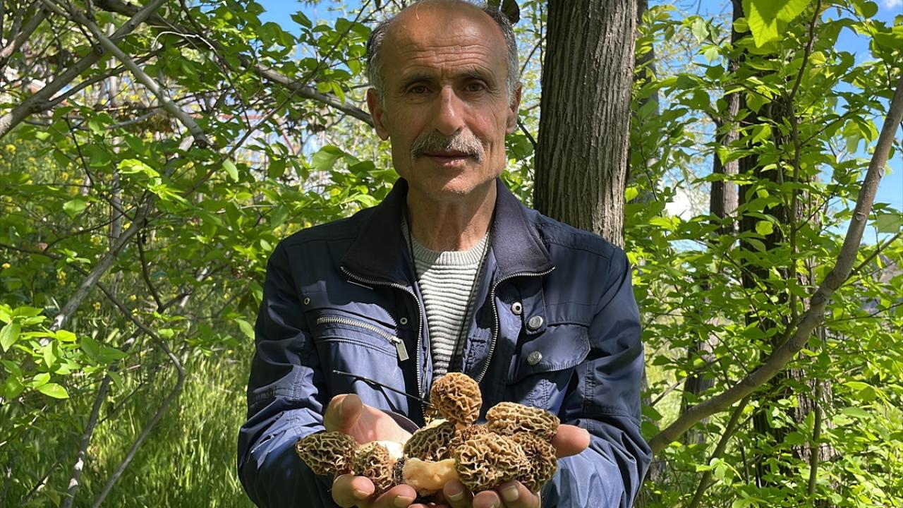 "Değerli bir mantar olduğunu söylediler"