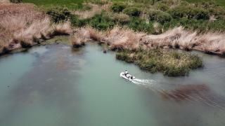Van Gölü'ndeki inci kefali stoku 50 bin tona çıktı