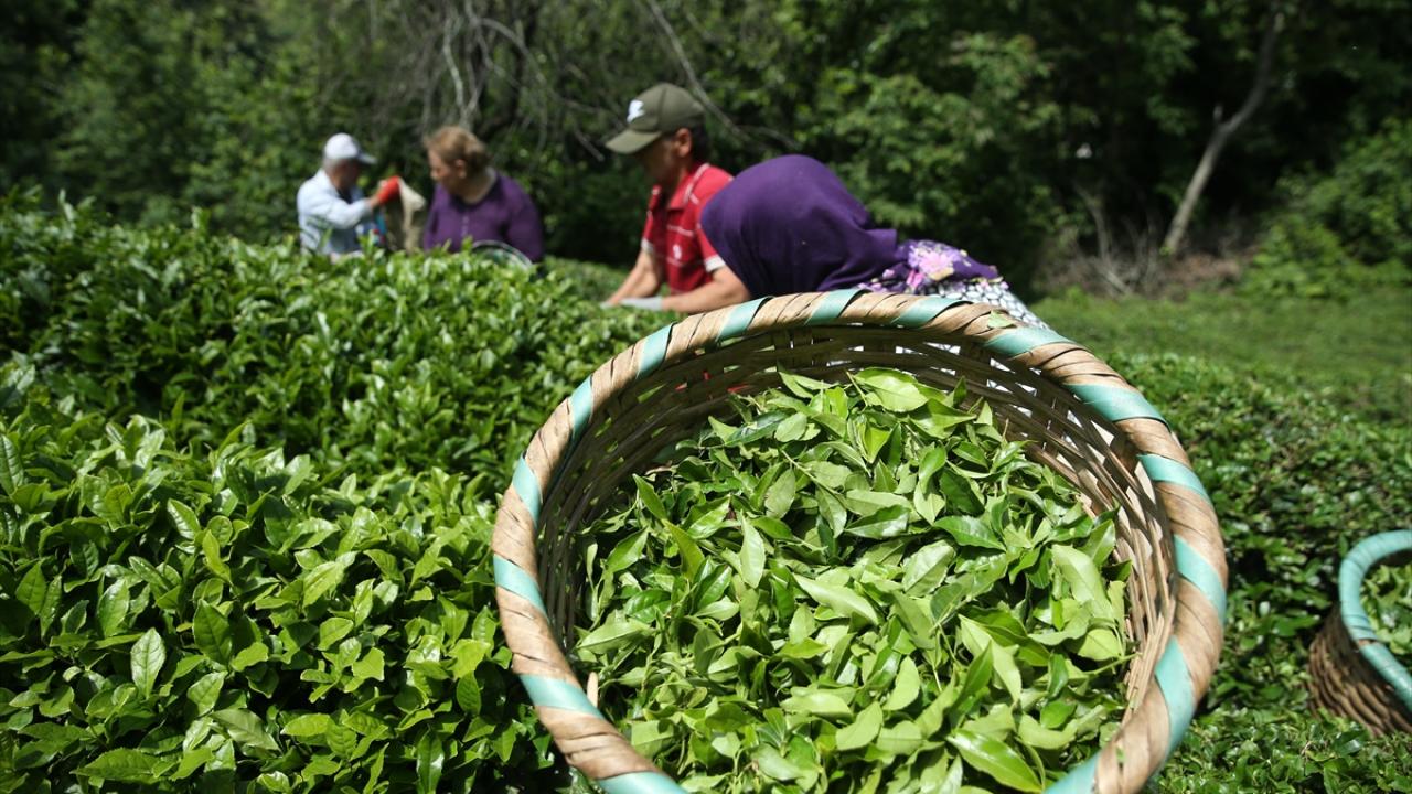 Ordu'da çay hasadı imece usulüyle gerçekleştiriliyor