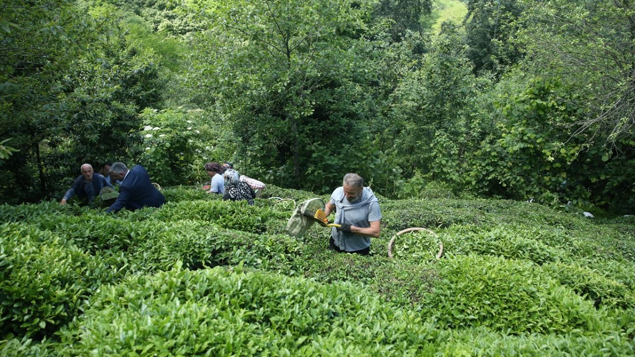 Ordu'da çay hasadı imece usulüyle gerçekleştiriliyor