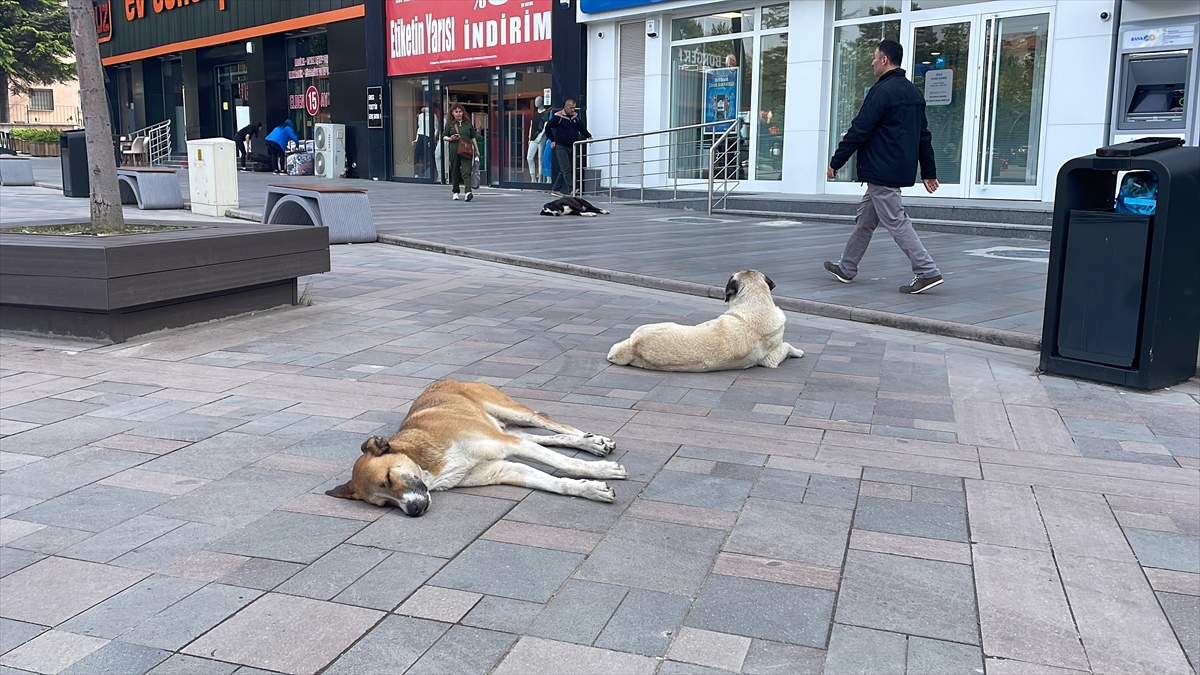 "Sokaklara terk etmememiz gerekiyor"