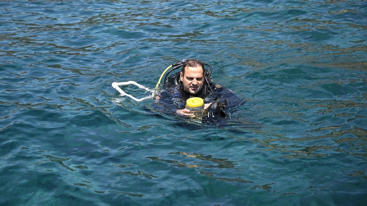 Ege Denizi'nde dalış yapan akademisyenler deniz çayırlarının ekolojik ...