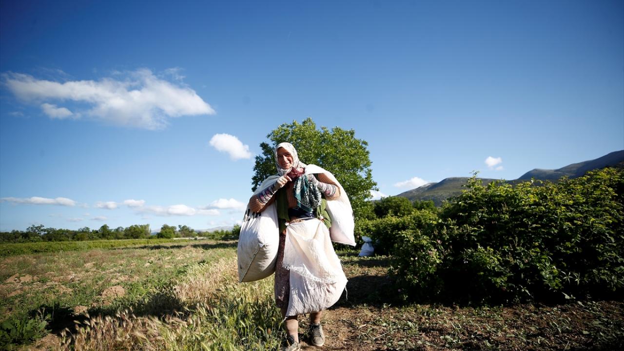 "Gül bahçelerinde hep kadın emekçiler var"