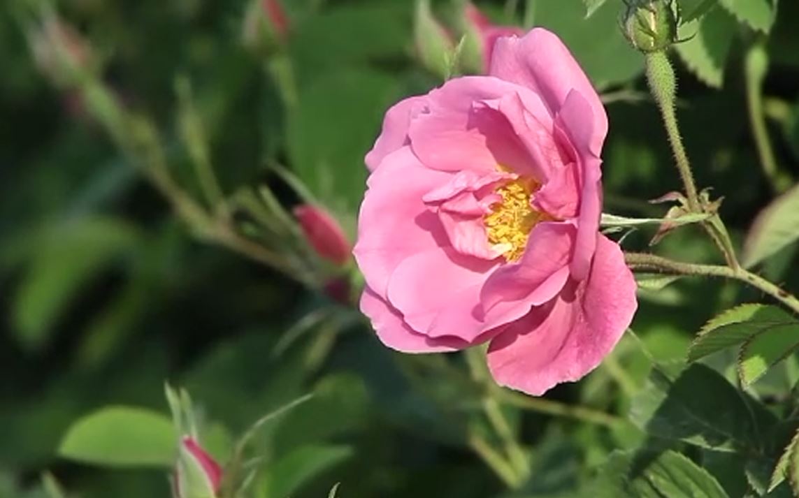 "Sektörün yüzde 90`ını kadın işçiler oluşturuyor"