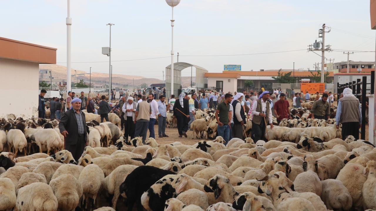  Besiciler fiyatlardan memnun