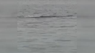 Köpek balığı saldırısına uğrayan Rus turist öldü