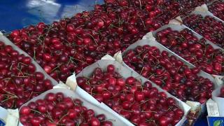 Tekirdağlılar kirazda hasat bereketini uluslararası festivalle kutluyor