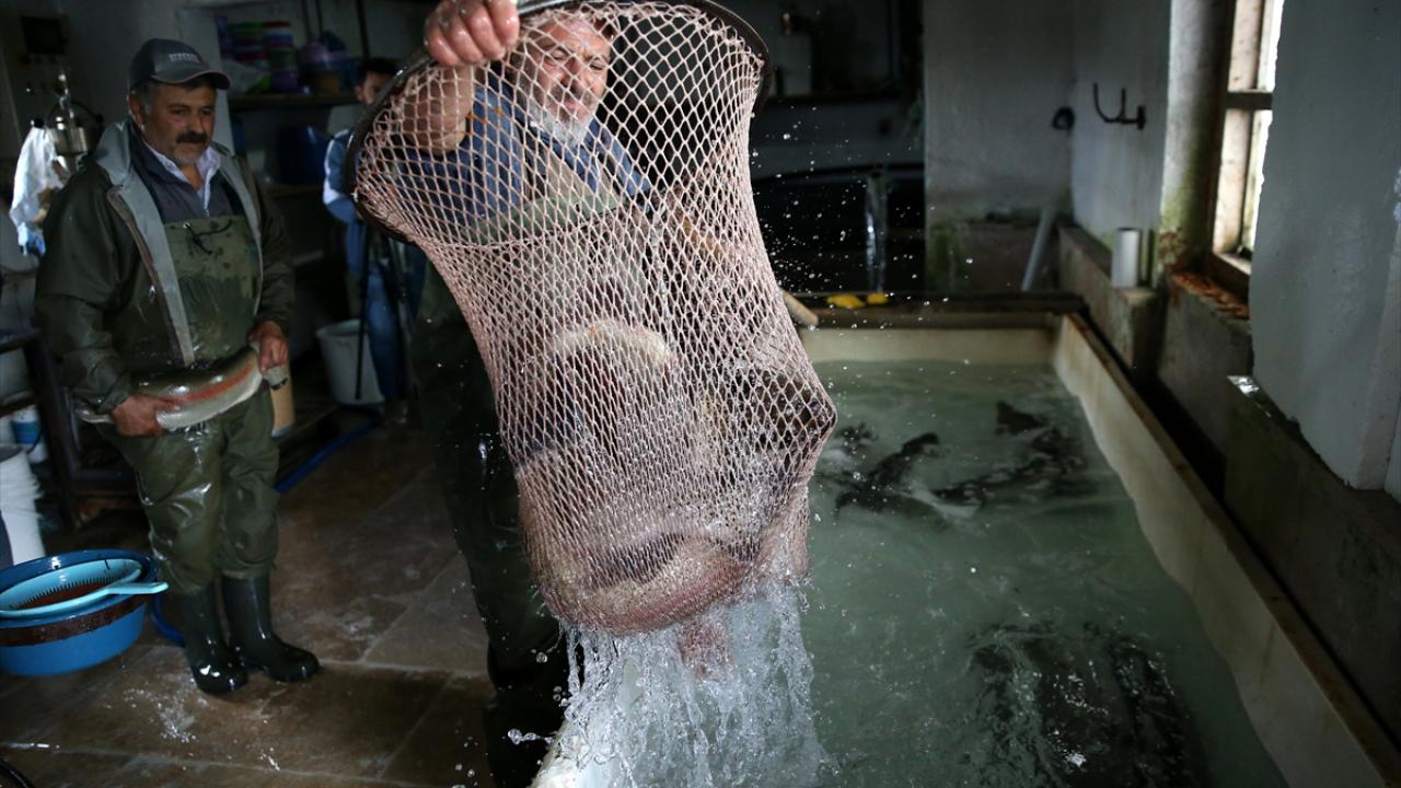 Türk somonu olarak ihraç ediliyor